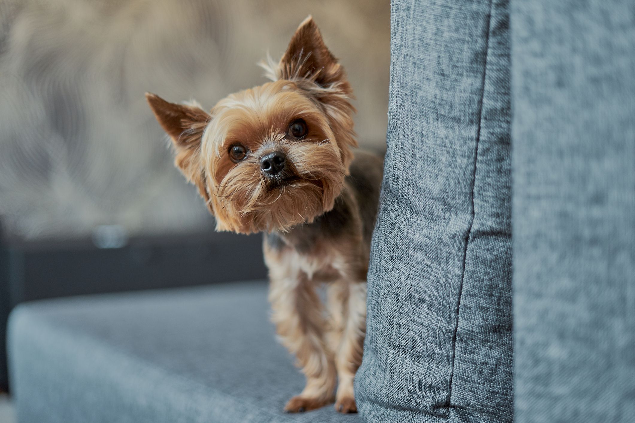 Qual cachorro é o verdadeiro??? 